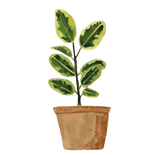 Ficus watercolor illustration Home plant ficus watercolor freehand drawing Greenery in the apartm