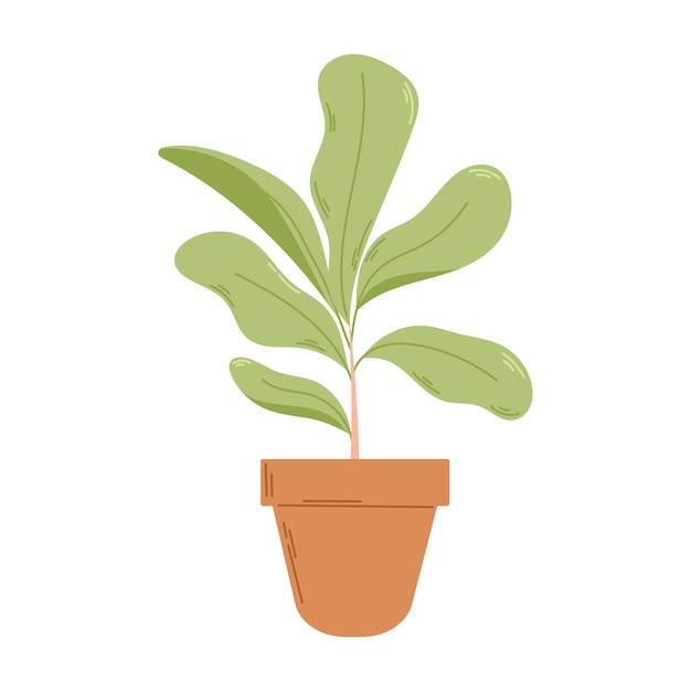 Ficus with lush foliage in a pot Vector flat illustration of a home potted plant