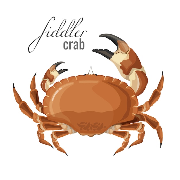 Fiddler crab nature marine animal with claws. crustacean with broad carapace stalked eyes and five pairs of legs and pincers,  aquatic creature