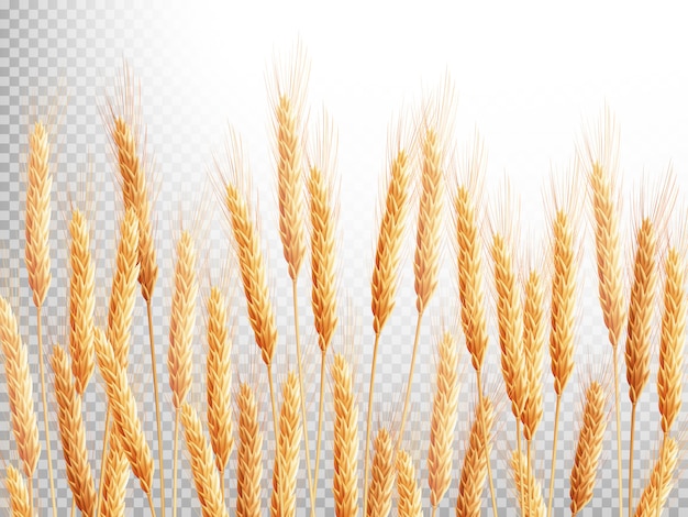 Vector field of golden wheat.