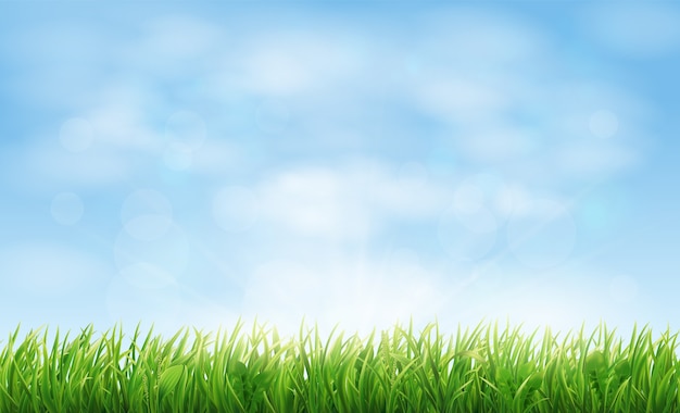 Vector field or meadow with green spring grass