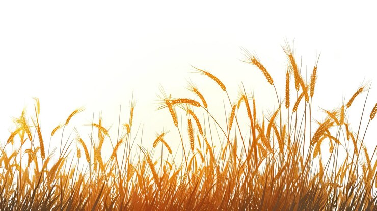Vector a field of wheat waving in the wind silhouette illustration