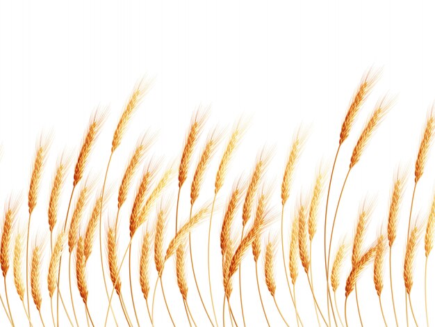 Vector field of wheat on white.