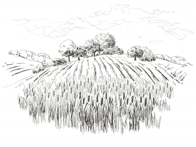 Field of wheat