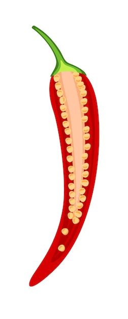 Вектор Огненный красный перец чили в разрезе, изолированные на белом фоне