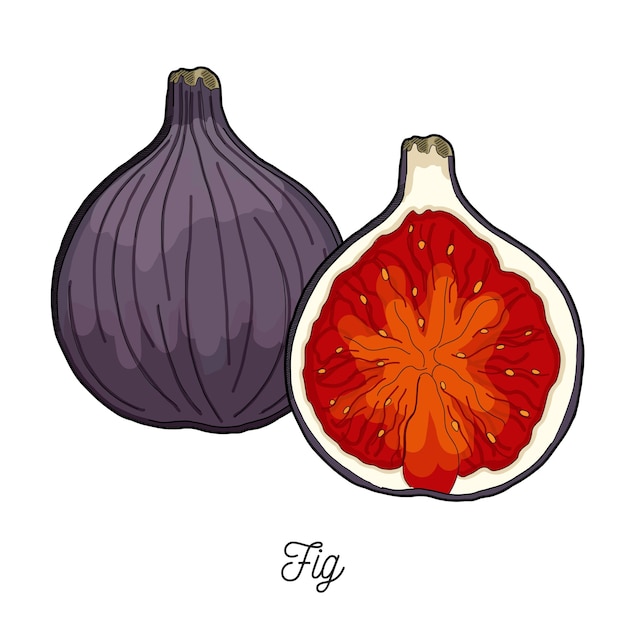 Fig fruit illustration hand drawn