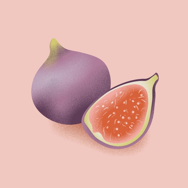 Fig Fruit Illustration