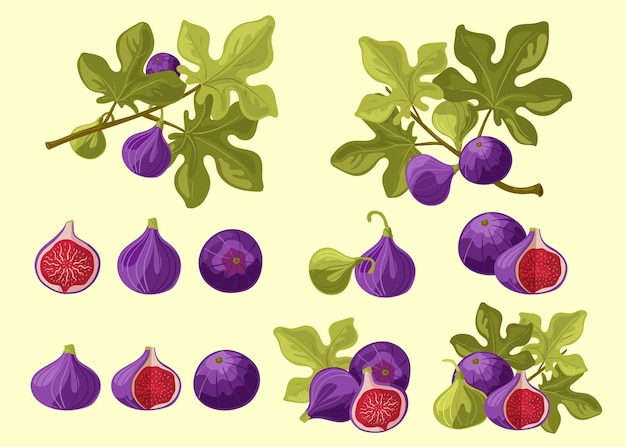 イチジク果物と葉の枝と別々に全体と断面