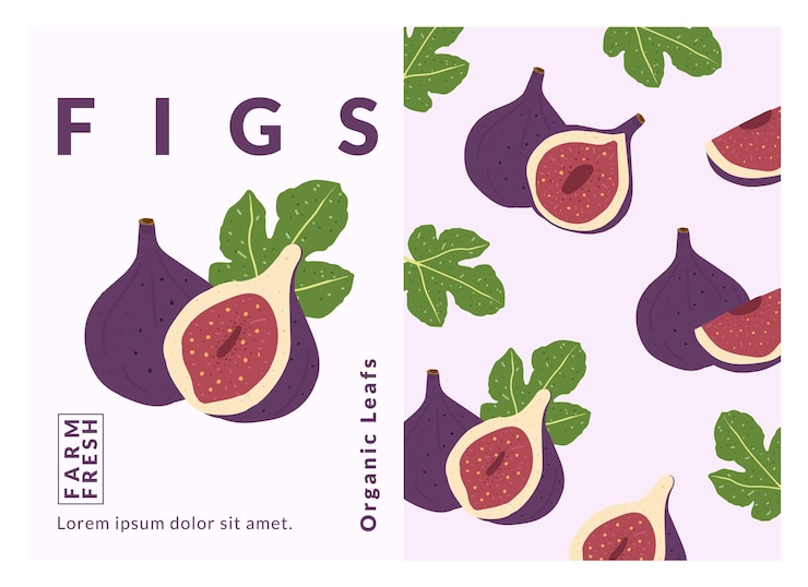 Vector fig label packaging design templates hand drawn style vector illustration
