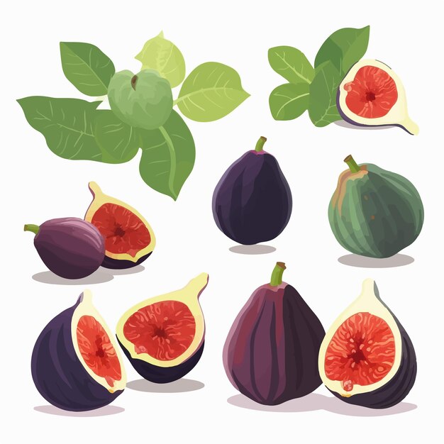 Fig vector illustration with a whimsical feel