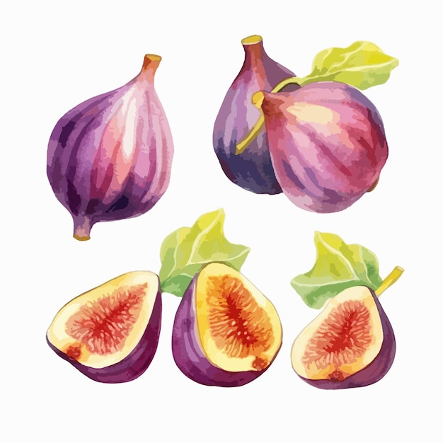 Fig in a watercolor illustration