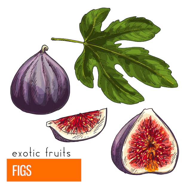 Figs. Full color realistic hand drawn