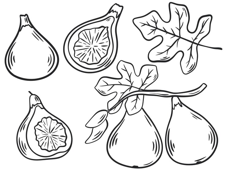 Figs hand engraving isolated vector illustration set sketch of exotic fresh fruit organic healthy