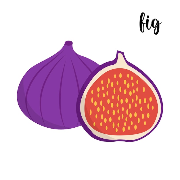 Figs vector. fresh figs illustration