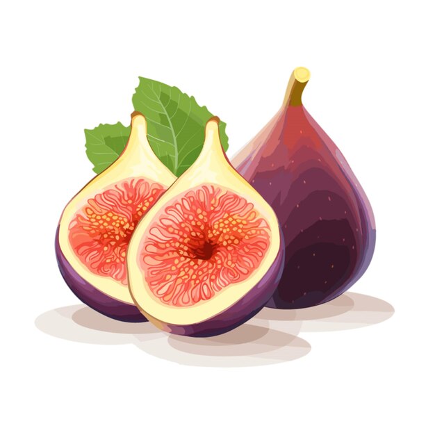 Figs vector on white background