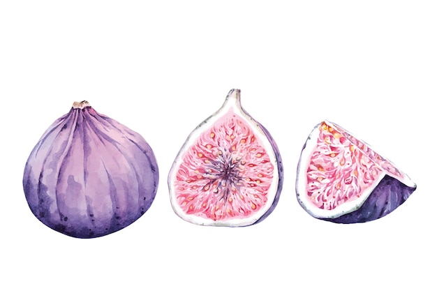 Vector figs watercolor hand drawingfresh ripe purple fig fruit and slicesisolated on white background