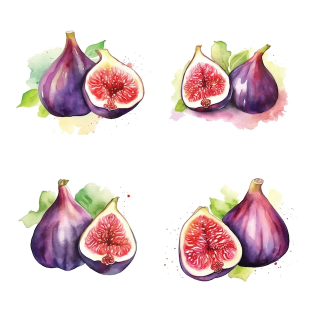 Figs watercolor paint ilustration collection