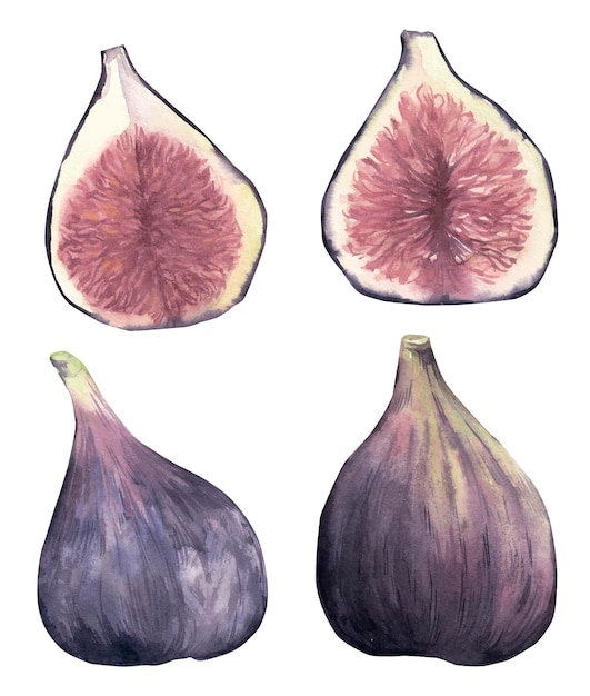 Figue watercolor clipart set, purple figue illustration