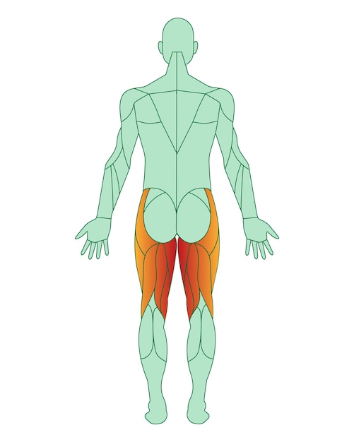 Vettore figura di un uomo con muscoli evidenziati i muscoli della parte posteriore della coscia sono evidenziati