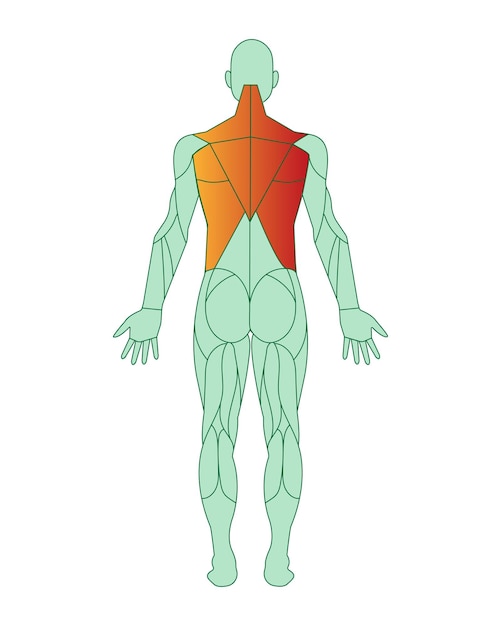 Vector figure of a man with highlighted muscles trapezius and latissimus dorsi muscle training male mus