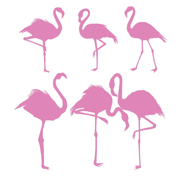 File of flamingo