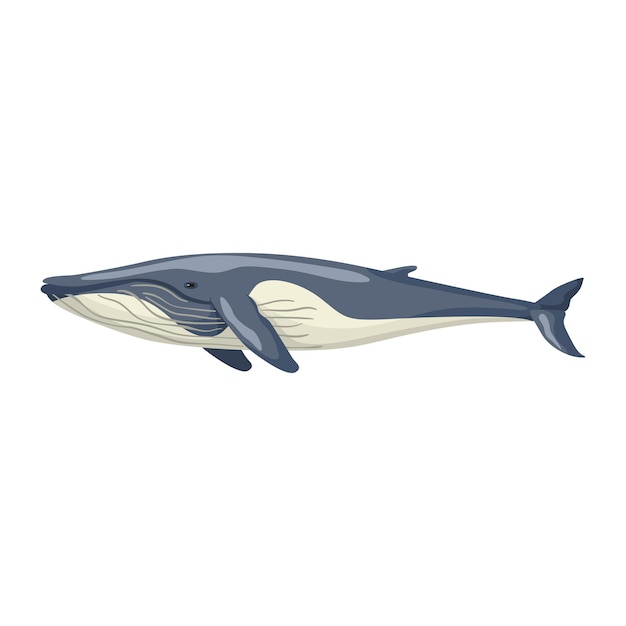 Fin whale isolated on white background. cartoon character of ocean for children. simple print with marine mammal.