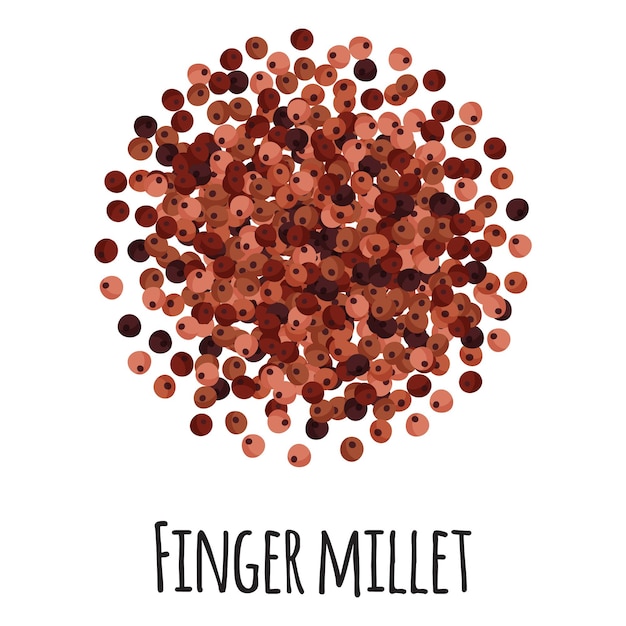 Vector finger millet for template farmer market design, label and packing. natural energy protein organic super food.