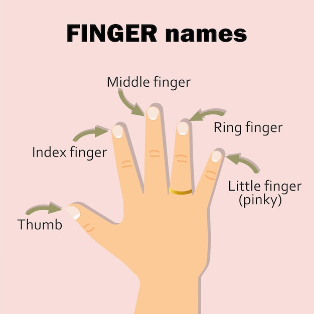 Vector finger names