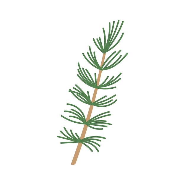 Vector fir branch illustration