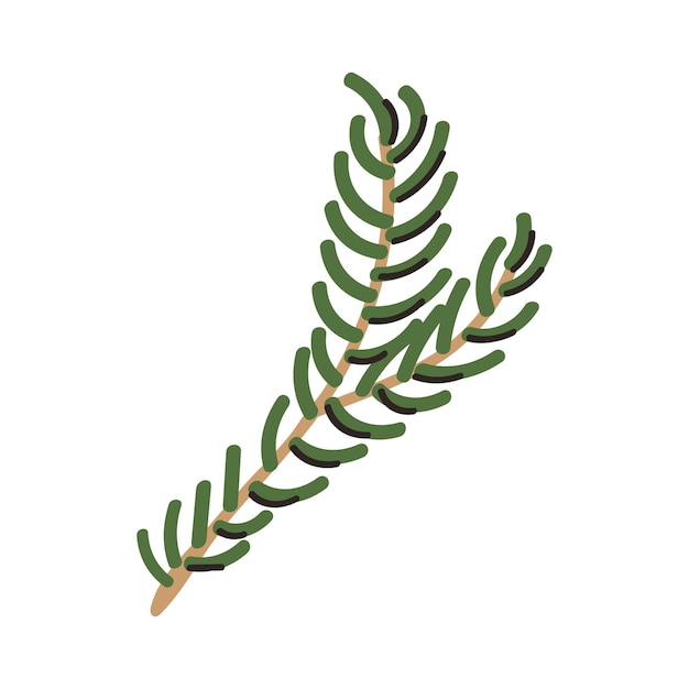 Vector fir branch illustration