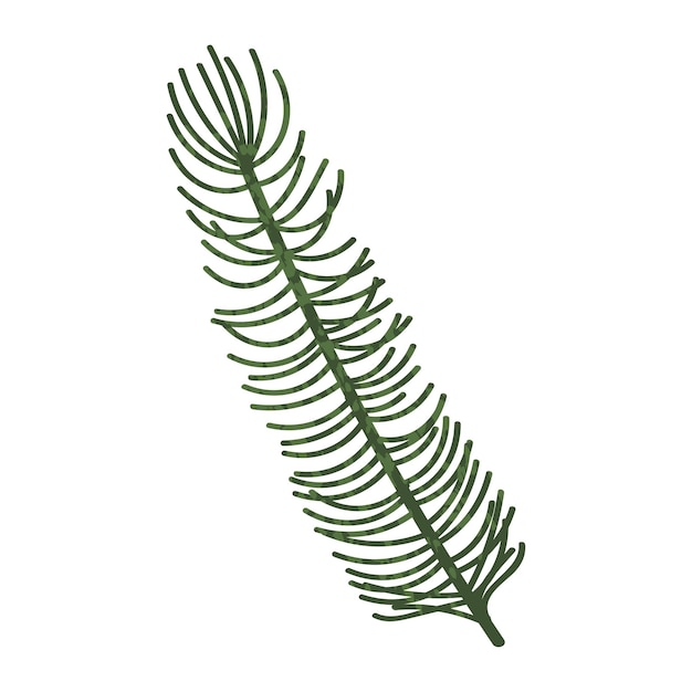 Vector fir branch illustration