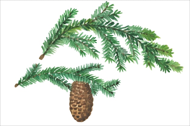 Vector fir branch with a cone.watercolor illustration.coniferous tree.