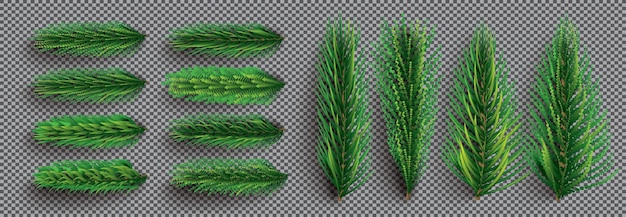 Fir branches set christmas tree pine sprigs on transparent grid background