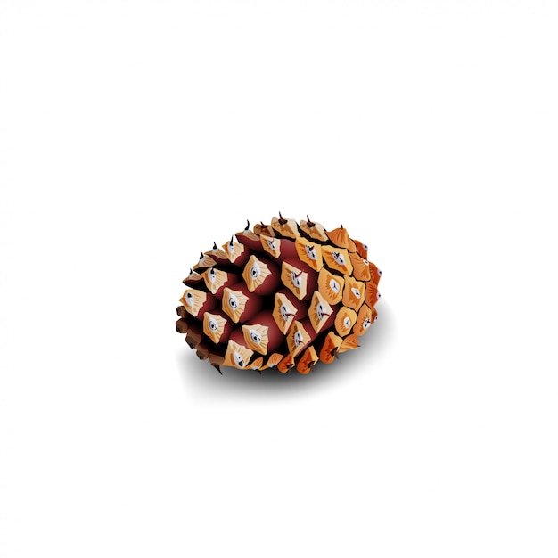 Vector fir cone isolated on white