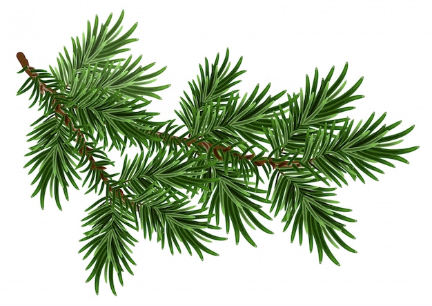 Vector fir-tree branch