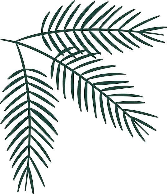 Vector fir tree branch