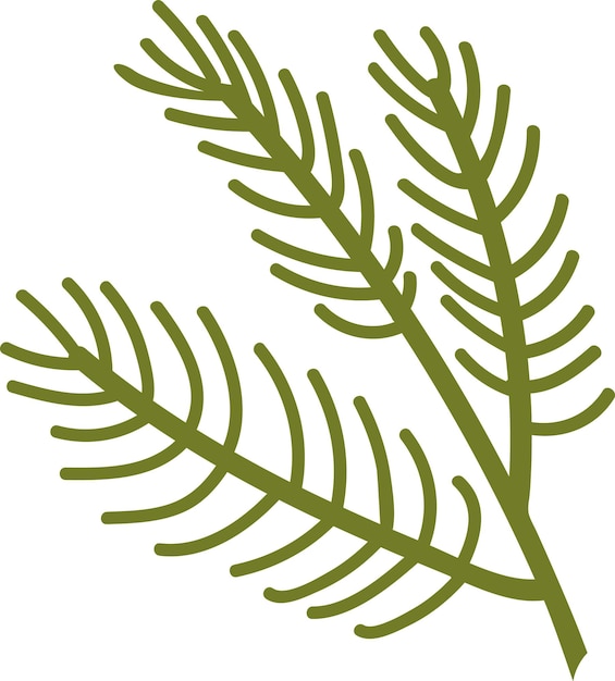 Vector fir tree branch