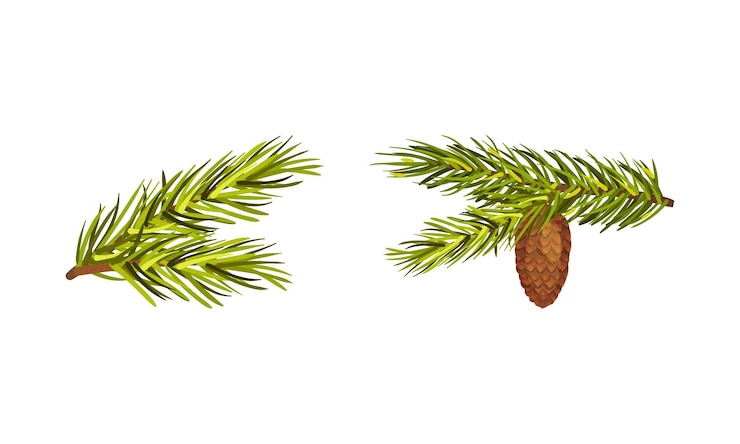 Vector fir tree branches with fir cones hanging from it vector set