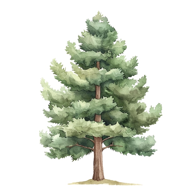 Vector fir tree vector illustration in watercolour style