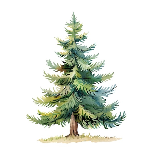 Vector fir tree vector illustration in watercolour style