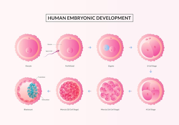 排卵から着床までのヒト胚発生の妊娠段階の最初の週