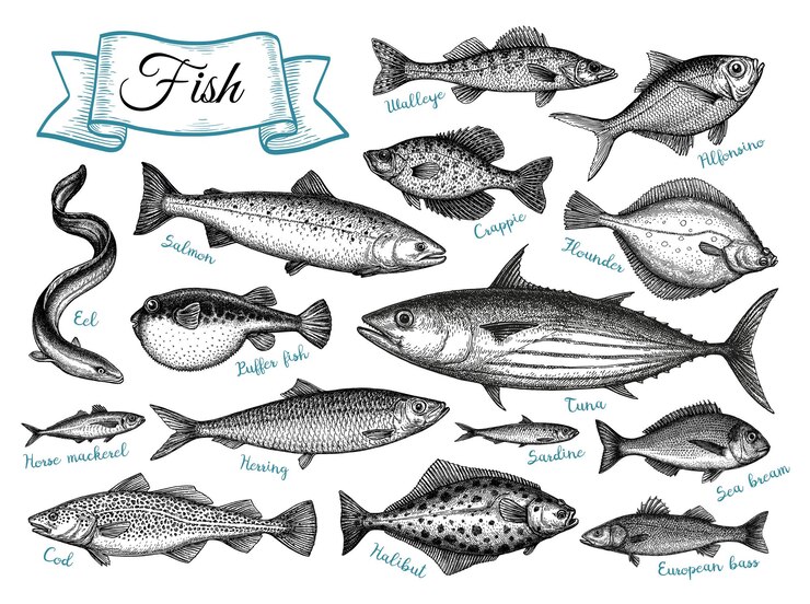 Vector fish big set ink sketch illustration