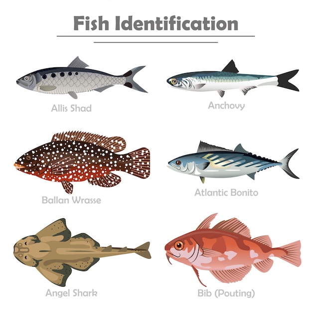 Fish illustration set