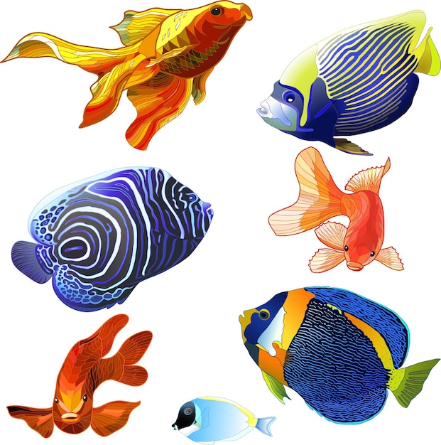 Illustrazioni di pesce