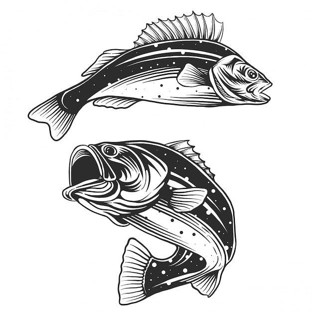 Logo di pesce. branzino con stemma rod club. illustrazione del tema pesca.