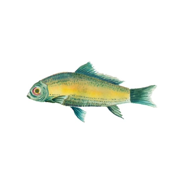 Vector fish png or fish on white background