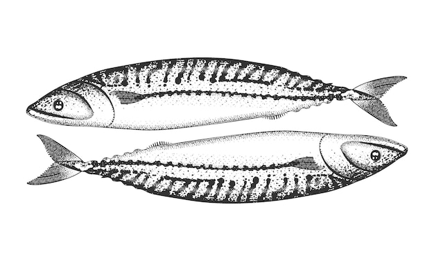 Fish in retro engraving style Mackerel illustration