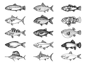 fish drawings