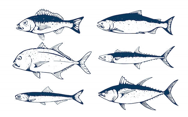 Fish set illustration