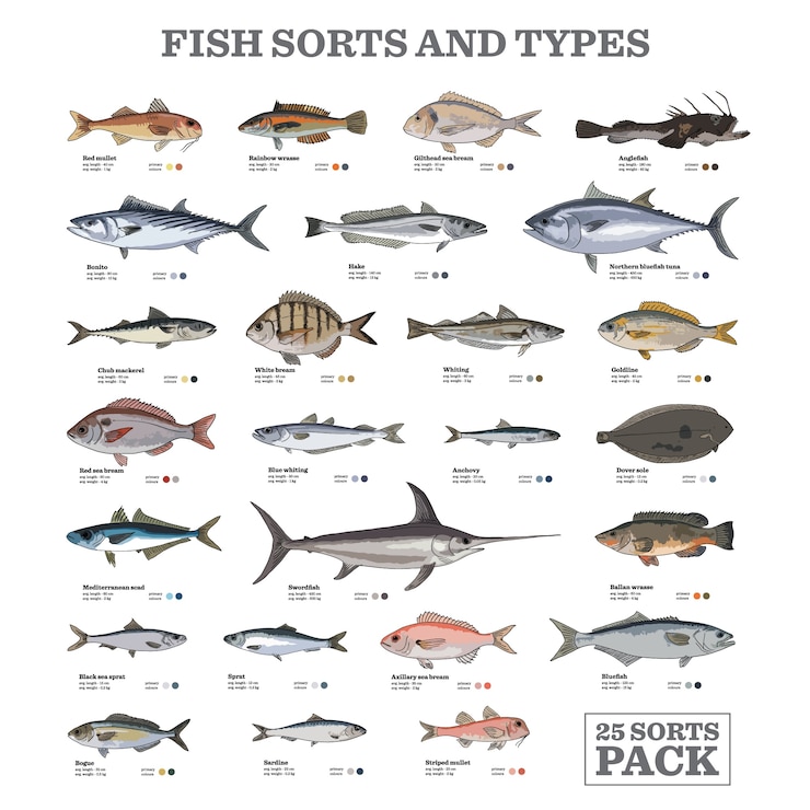 Vector fish sorts and types